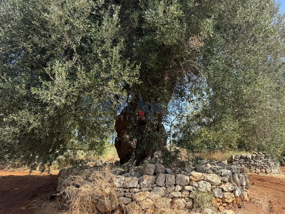Farm hus i Ostuni, Brindisi - foto 5